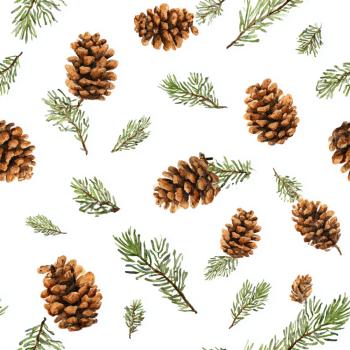 VB Little Sugar Star pine cones